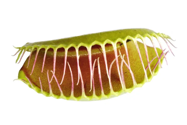 Venus flytrap — Stock Photo, Image