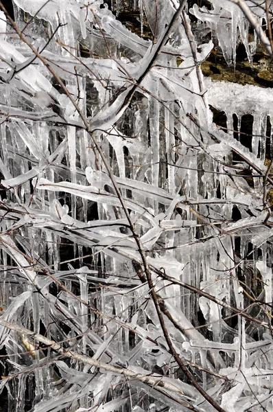 Gelo sobre arbusto — Fotografia de Stock
