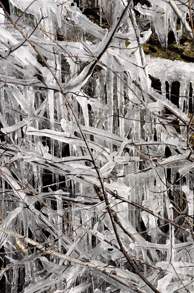 Eis am Strauch — Stockfoto