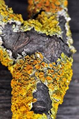 Turuncu liken xanthoria polycarpa