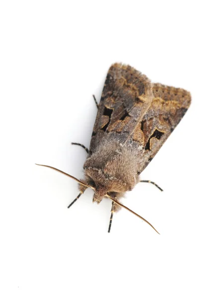Orthosia gothica
