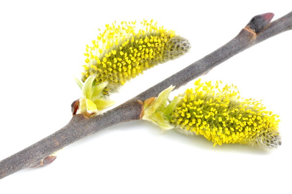 Pussywillows catkins