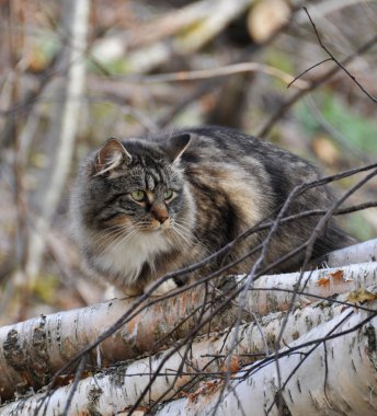 Norveçli orman kedi