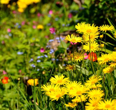 Bahçe kır çiçekleri ile