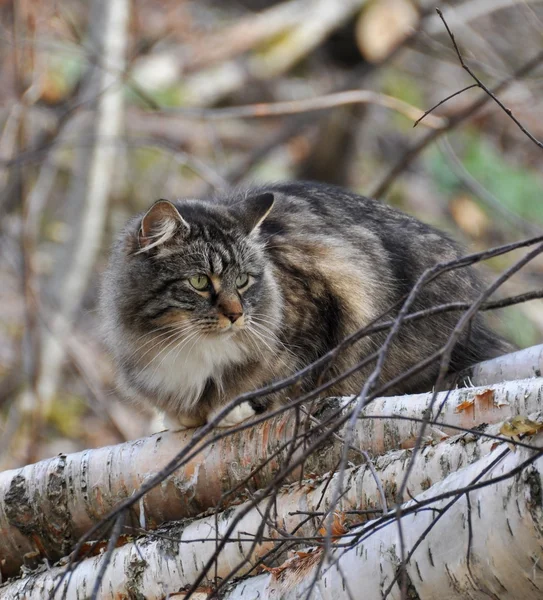 Norwegian forest cat — Stock Photo, Image