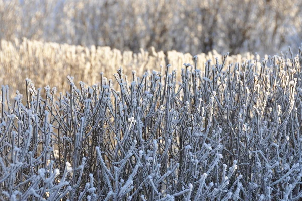 Eiskristalle an einer Hecke — Stockfoto