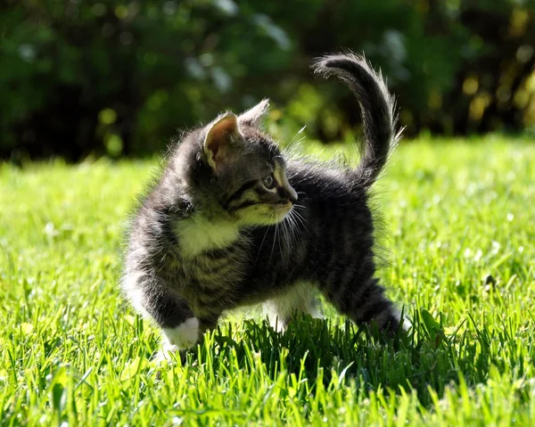 Gatito gris al aire libre — Foto de Stock