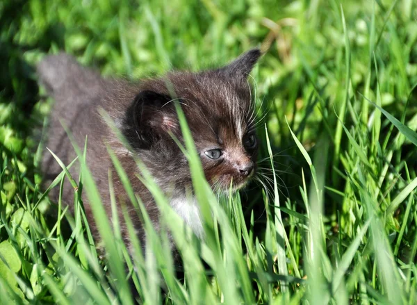 Gatito gris al aire libre — Foto de Stock