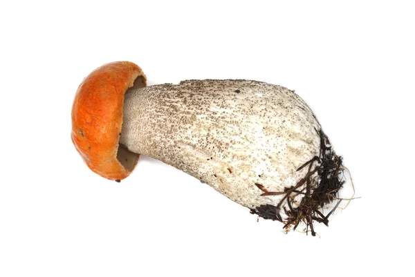 Turuncu huş bolete