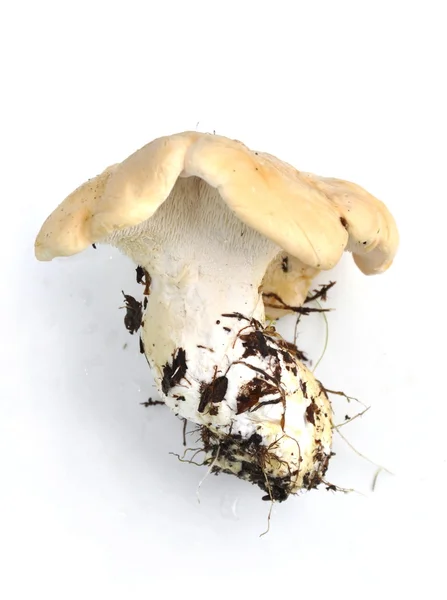 Kirpi mantar Hydnum repandum