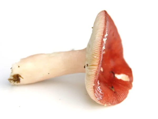 Brittlegill svamp Russula paludosa — Stockfoto