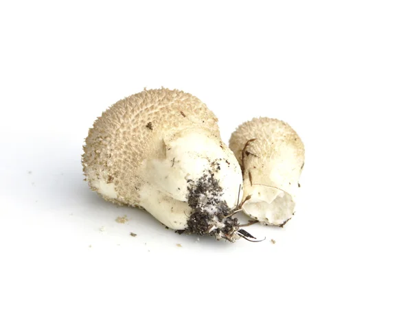 Common puffball mushroom — Stock Photo, Image