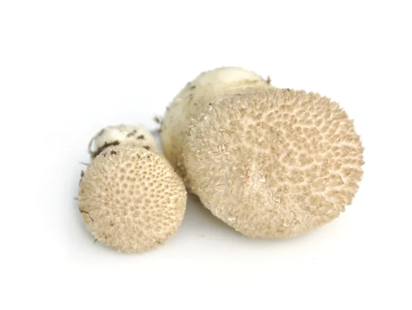 Cogumelo puffball comum — Fotografia de Stock