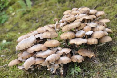 Tatlım mantar açık