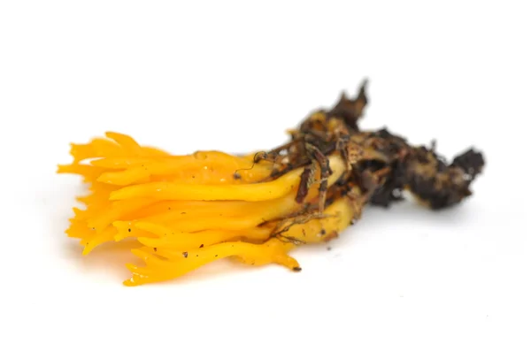 Желтые желейные грибы — стоковое фото