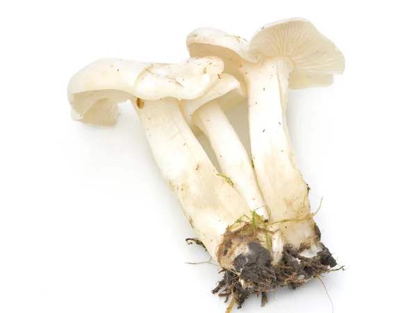 Cogumelo doméstico branco — Fotografia de Stock