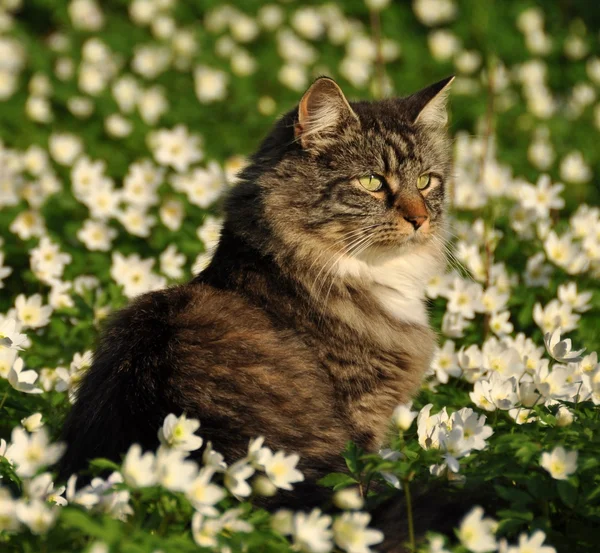 Cat in flower meadow — Stock Photo, Image