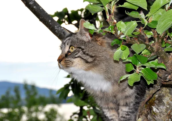 Кішка в дерево — стокове фото