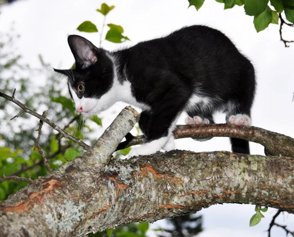 Gatito trepando árbol — Foto de Stock