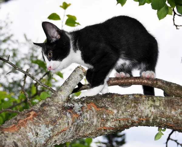 Gatinho árvore de escalada — Fotografia de Stock