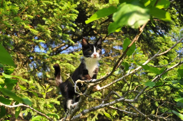 Gatito trepando árbol — Foto de Stock