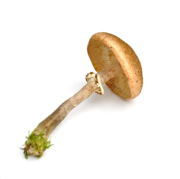 Mantar Armillaria openky tatlım