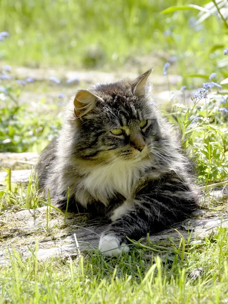 Gato da floresta norueguesa — Fotografia de Stock