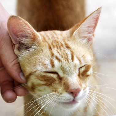 Zencefil kedi sevişme