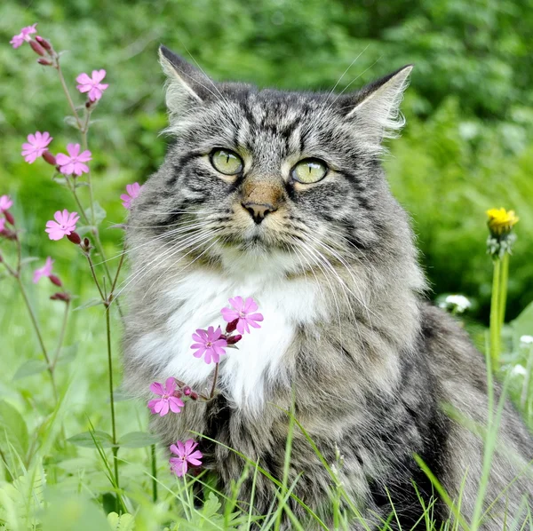 Bosque noruego gato — Foto de Stock