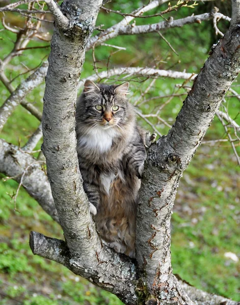 Gato trepando un árbol — Foto de Stock