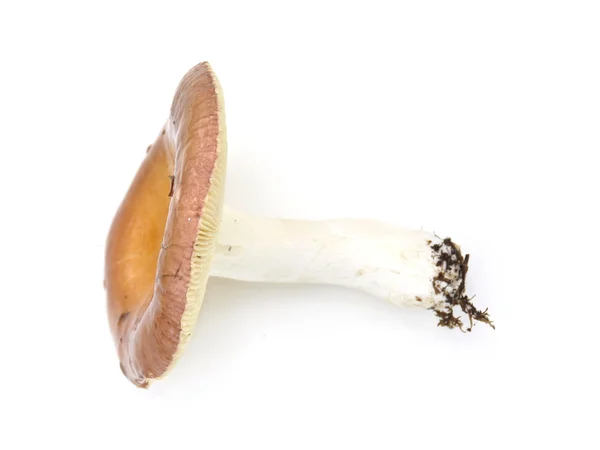 Brittlegill cogumelo Russula decolorans — Fotografia de Stock
