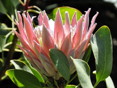Protea bitki