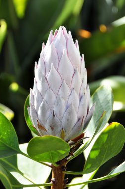 Protea flower bud clipart