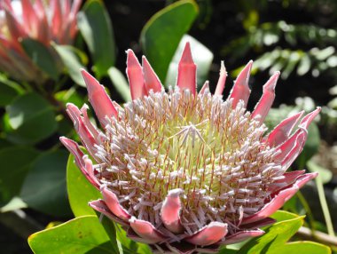 Protea bitki