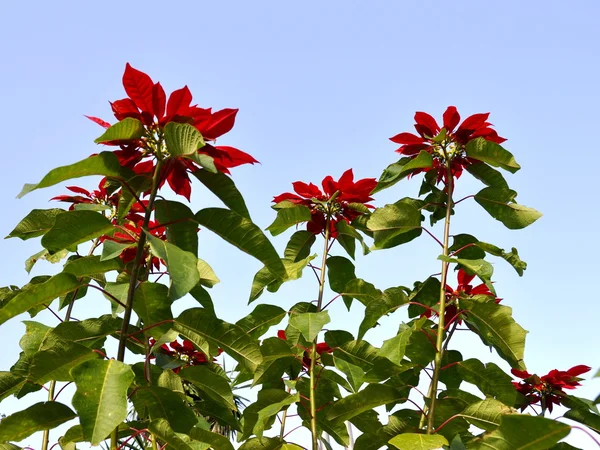 Poinsetta floração ao ar livre — Fotografia de Stock