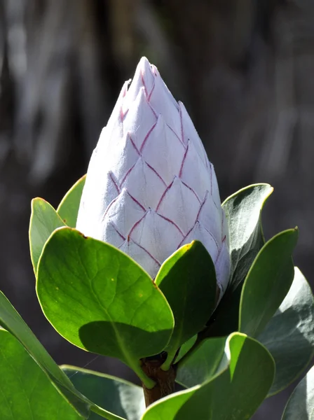 Broto de flor de protea — Fotografia de Stock