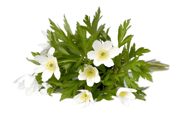 Anemonenstrauß — Stockfoto