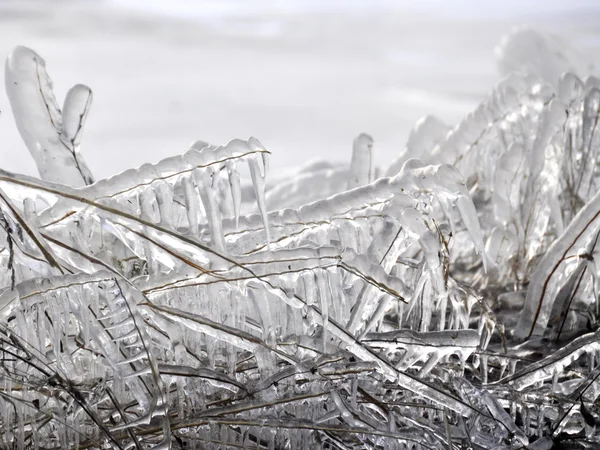 Piante coperte di ghiaccio — Foto Stock