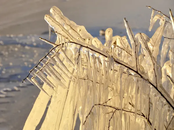 Buz üzerinde çalı — Stok fotoğraf