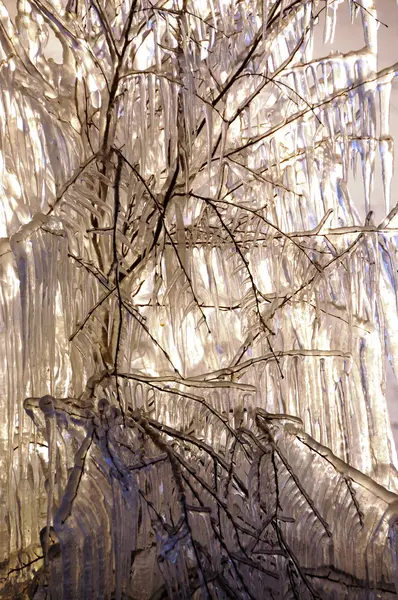 Ice covered shrub — Stock Photo, Image