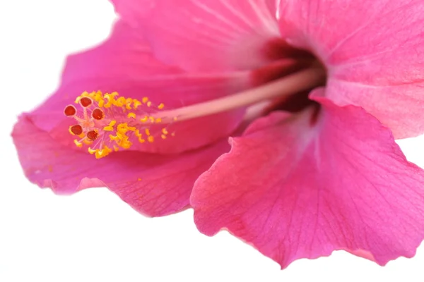 Bunga Hibiskus Merah Muda — Stok Foto