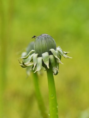 Yeşil karahindiba tomurcukları