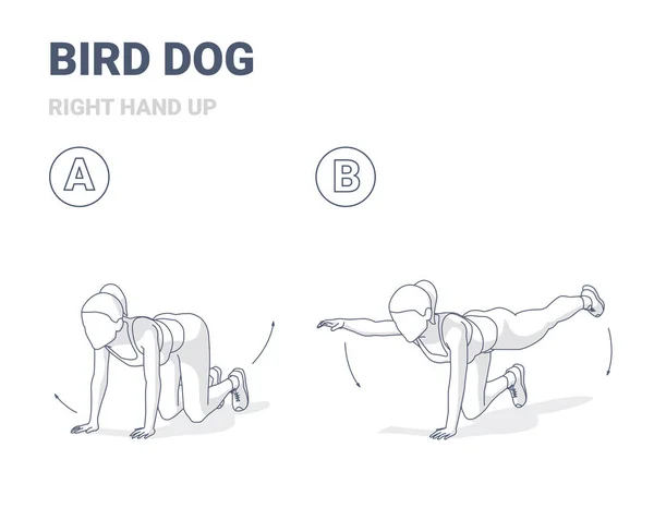 Bird Dog Woman Inicio Entrenamiento Guía de Ejercicio Ilustración. — Archivo Imágenes Vectoriales