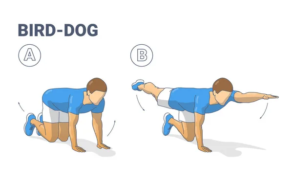 Man gör fågelhundsträning för att träna sin kärnvägledning. Manlig träningsposition för abs illustration. — Stock vektor