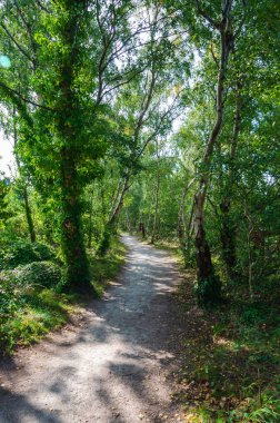 Kuzey Galler Sahil Yolu 'nun ağaçlık bir bölümü kullanılmayan Flint Rıhtımı' nın etrafından geçiyor.