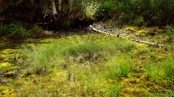 Грязное непроходимое болото — стоковое фото
