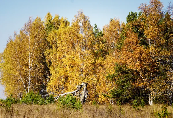 Bříza v podzimním lese. — Stock fotografie