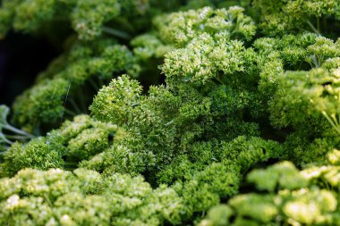 Çalılar kıvırcık maydanoz