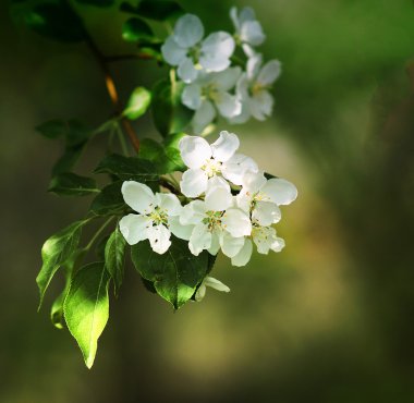 Çiçekte Elma Ağaçları