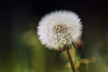 kabarık karahindiba bir alan içinde